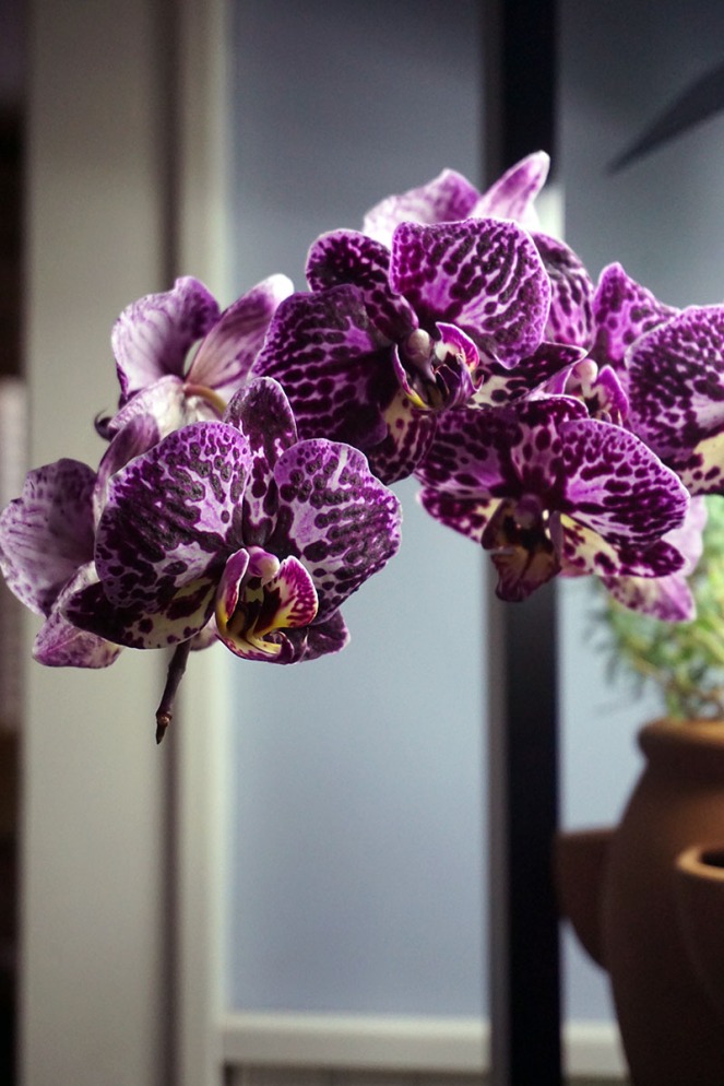 Purple Orchid in Full Indoor Bloom